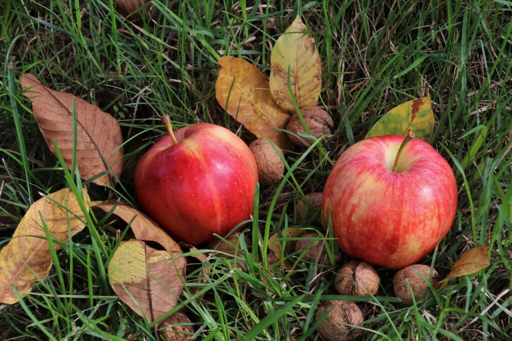 apple, apples, leaves-3909689.jpg